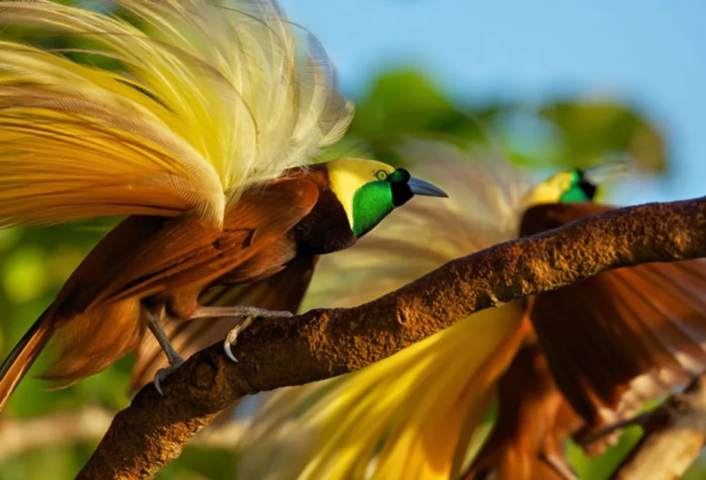 Burung Cenderawasih (Paradisaeidae)