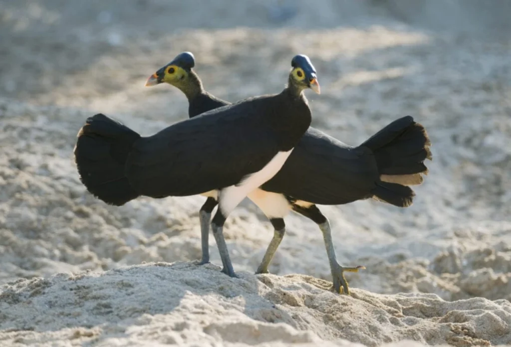 Burung Maleo (Macrocephalon Maleo)
