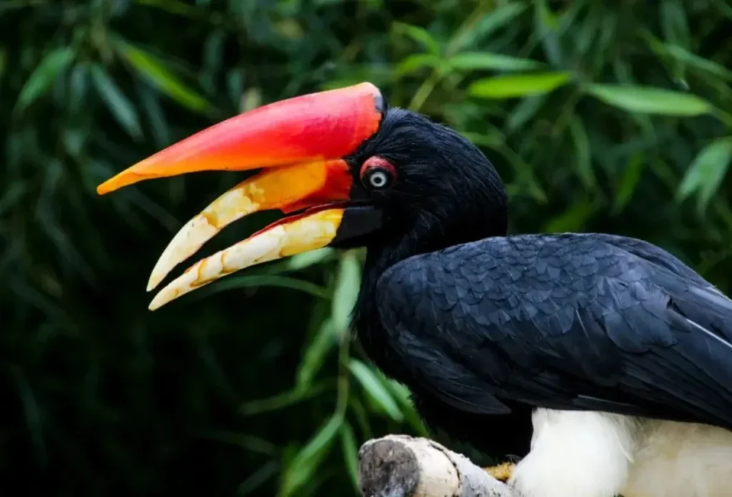 Burung Rangkong