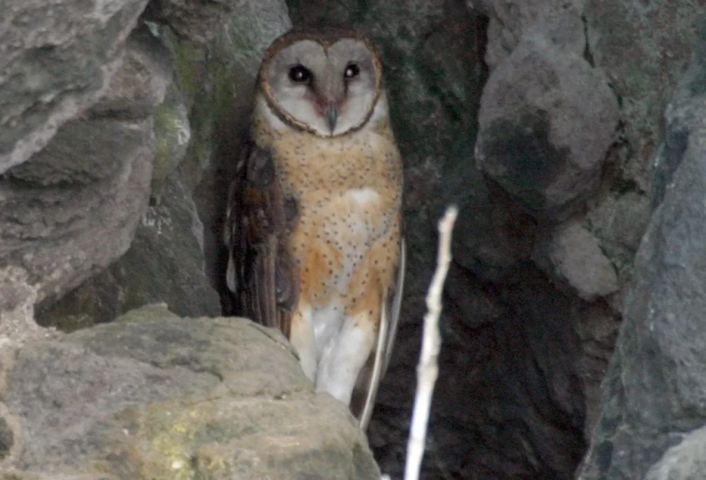 Burung Serak