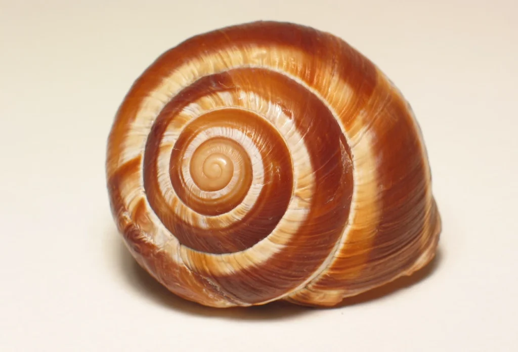 Cangkang Siput