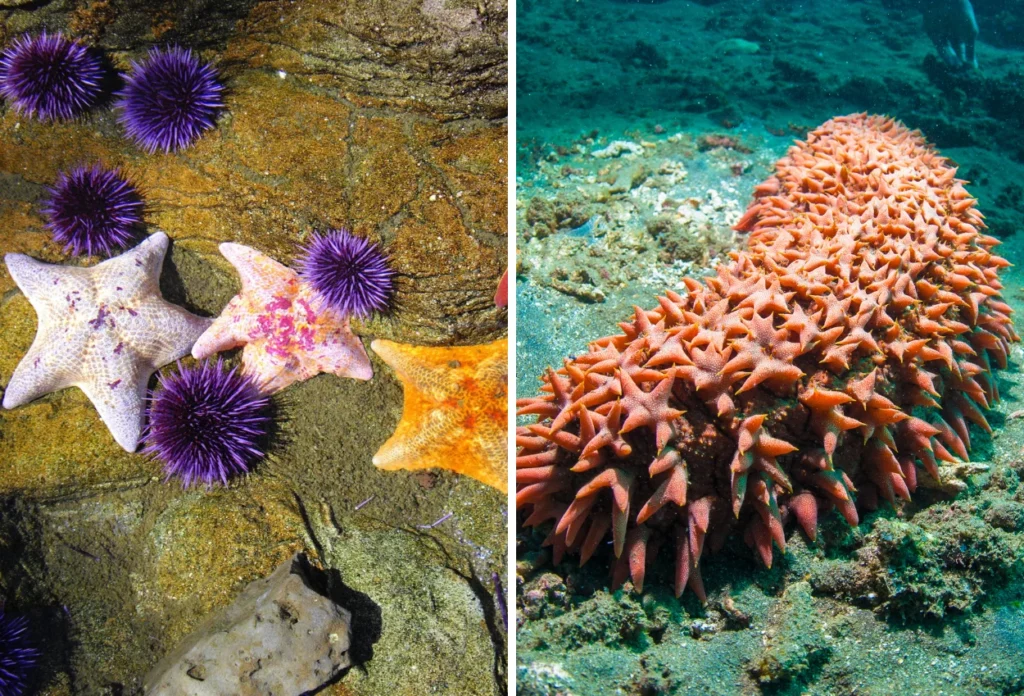 Echinodermata
