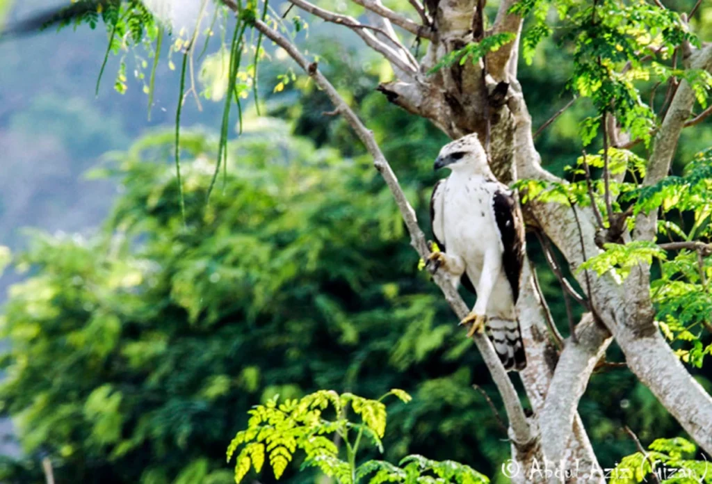Elang Flores (Nisaetus Floris)