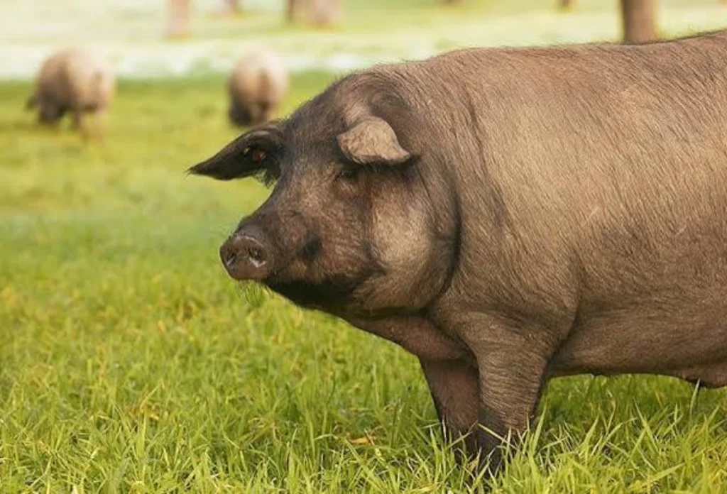 Fakta Fakta Menarik Lainnya tentang Ham Iberico