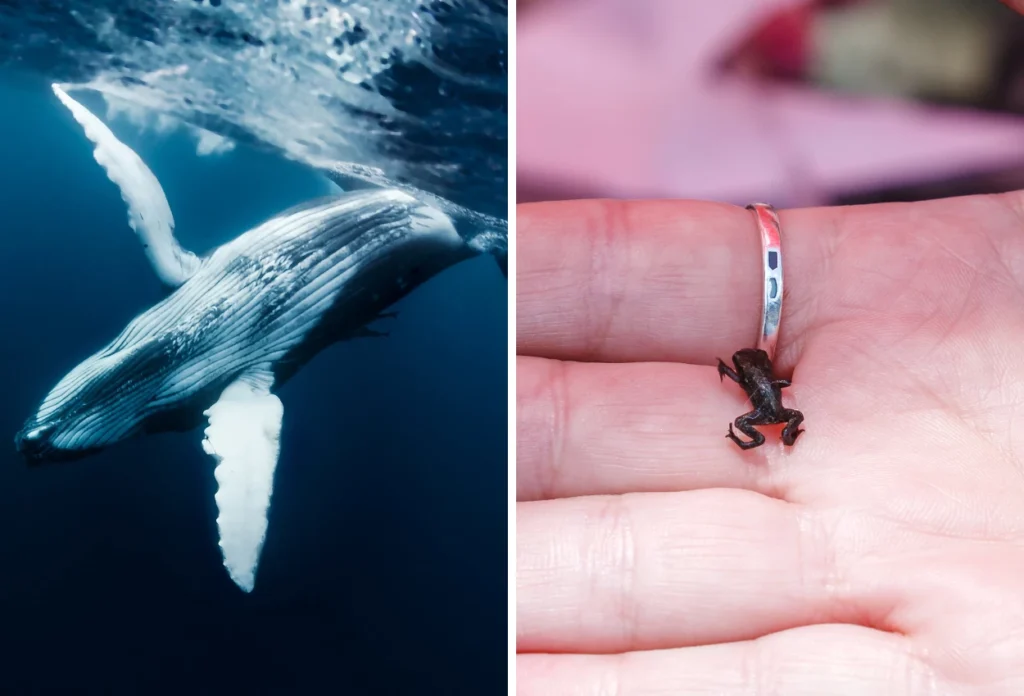 Fakta Menarik Tentang Hewan Vertebrata