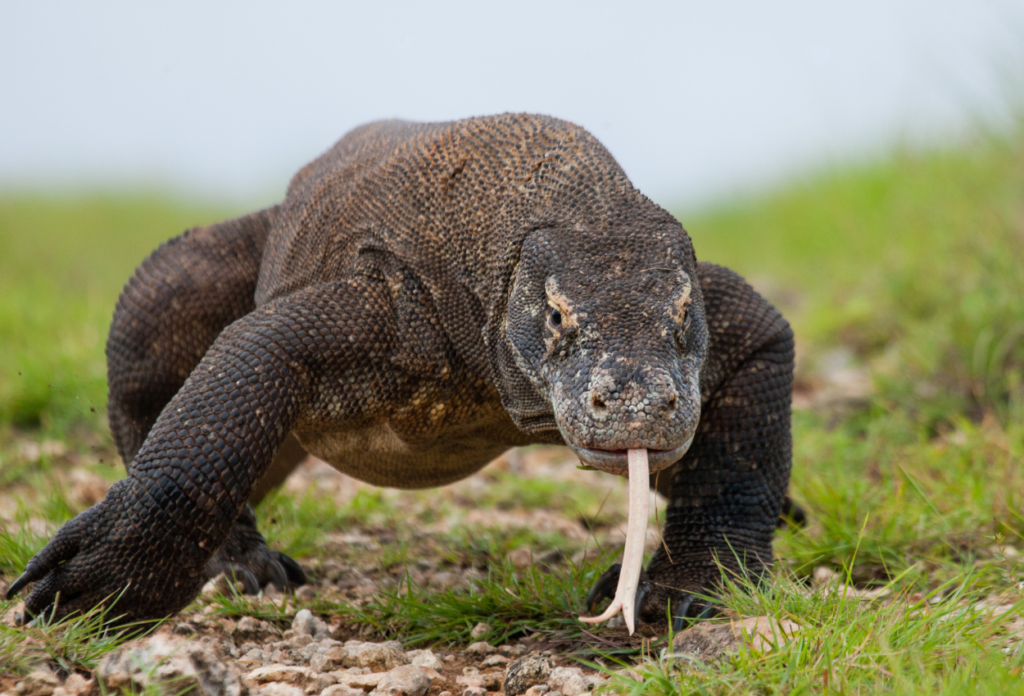 Fakta Unik Komodo