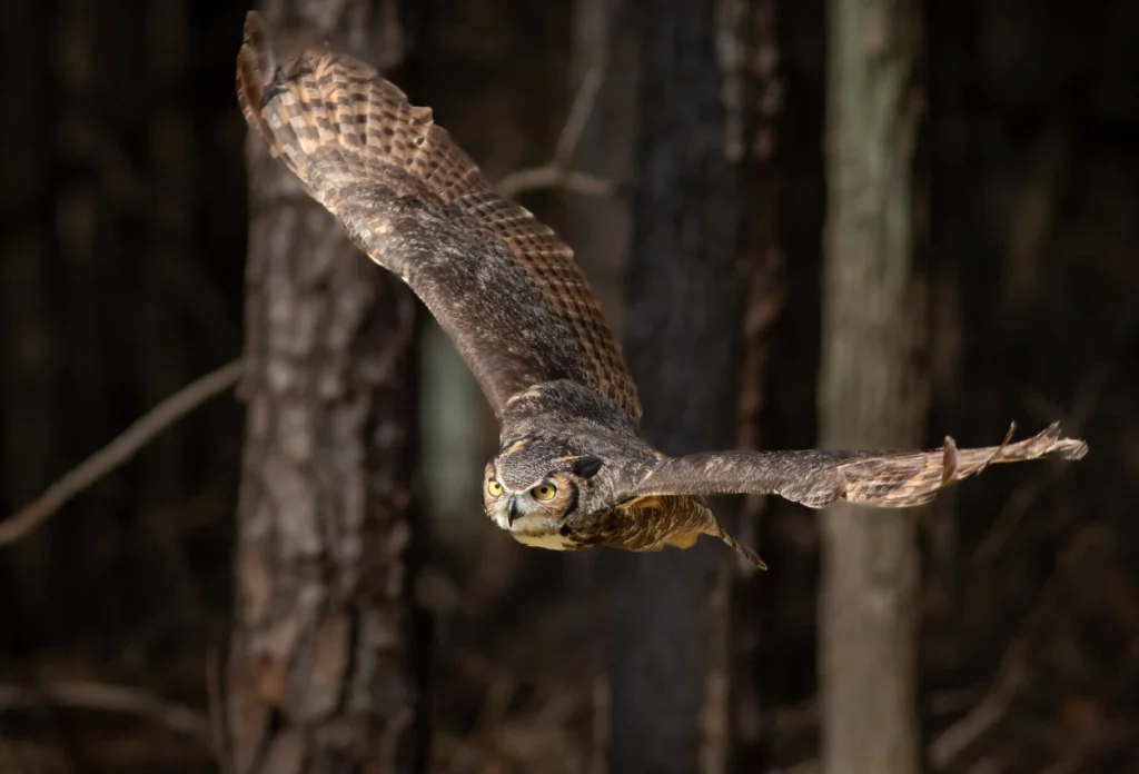 Fakta Unik tentang Burung Hantu