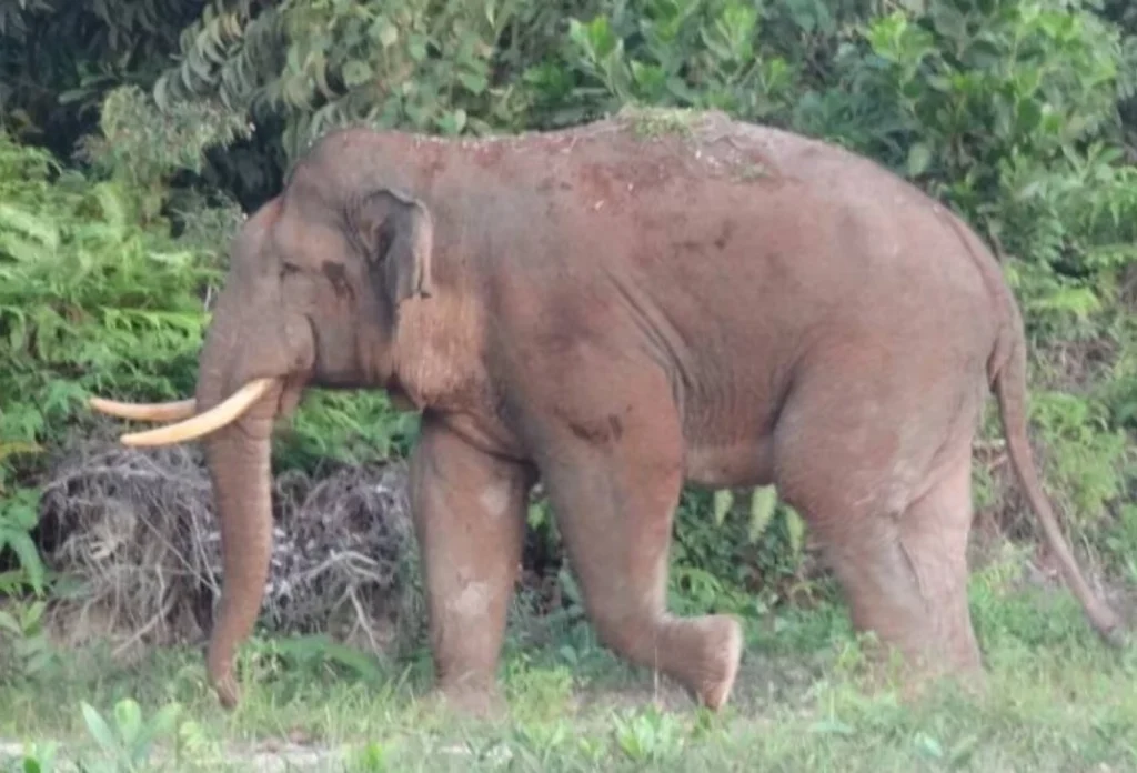 Gajah Kalimantan (Elephas Maximus Borneensis)