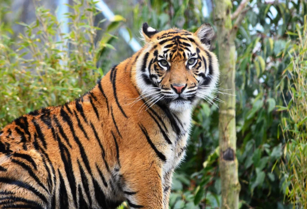 Harimau Sumatra (Panthera Tigris Sumatrae)