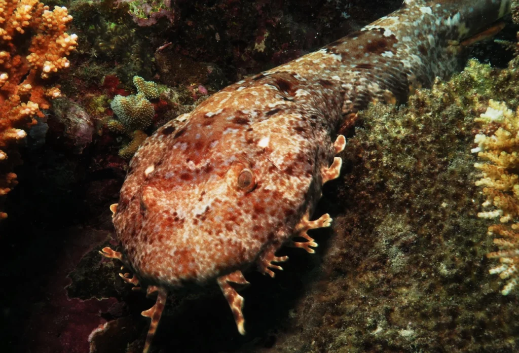 Hiu Wobbegong