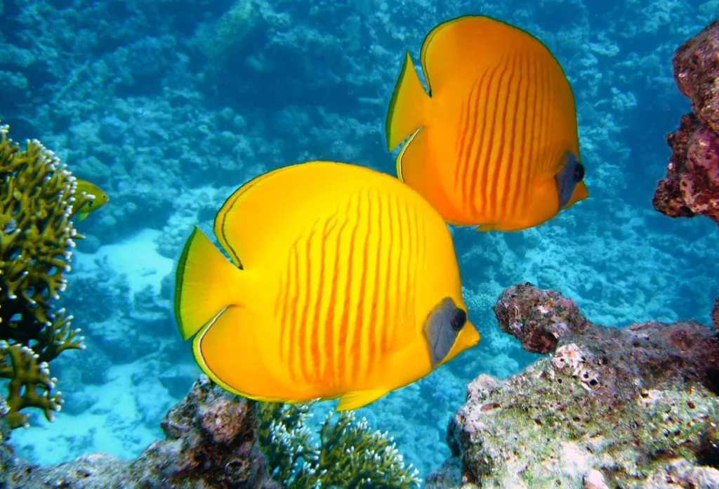 Ikan