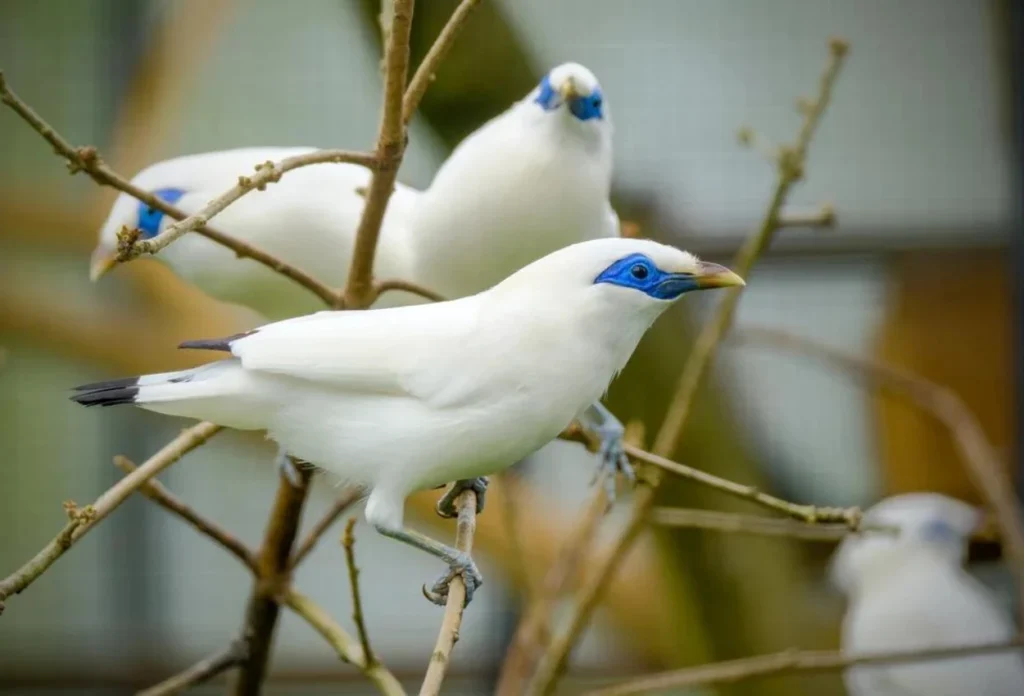 Jalak Bali (Leucopsar Rothschildi)