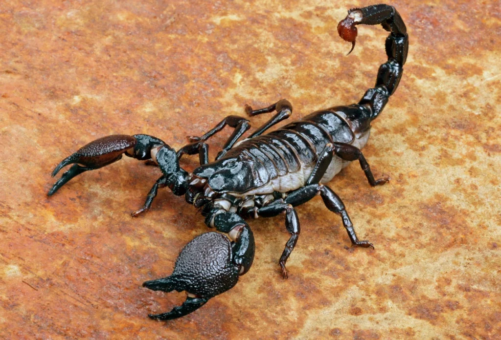 Kalajengking