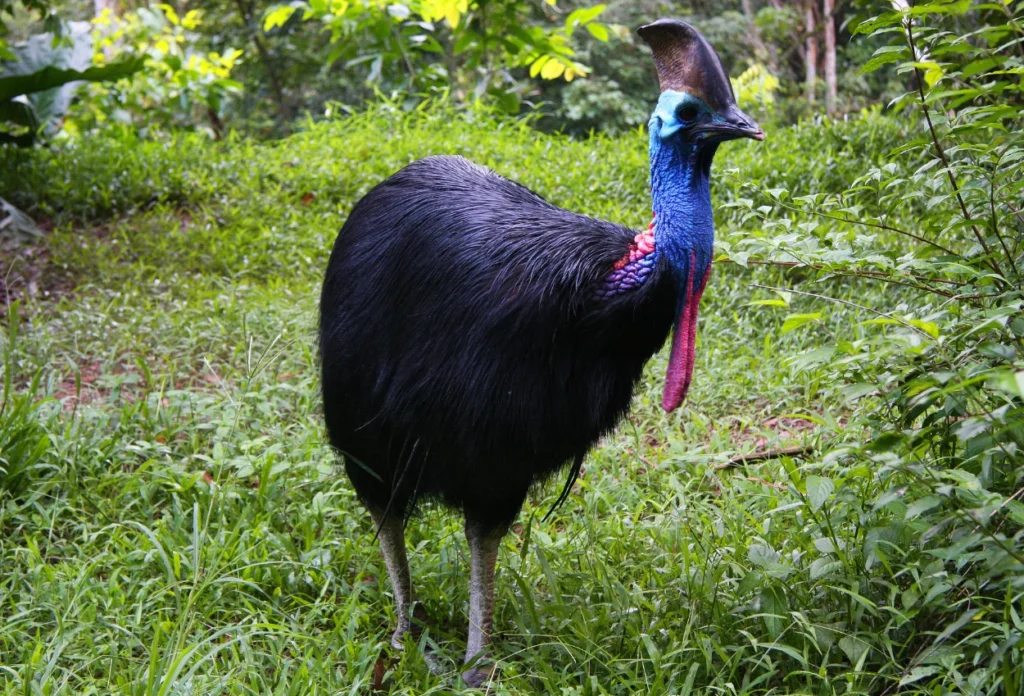 Kasuari