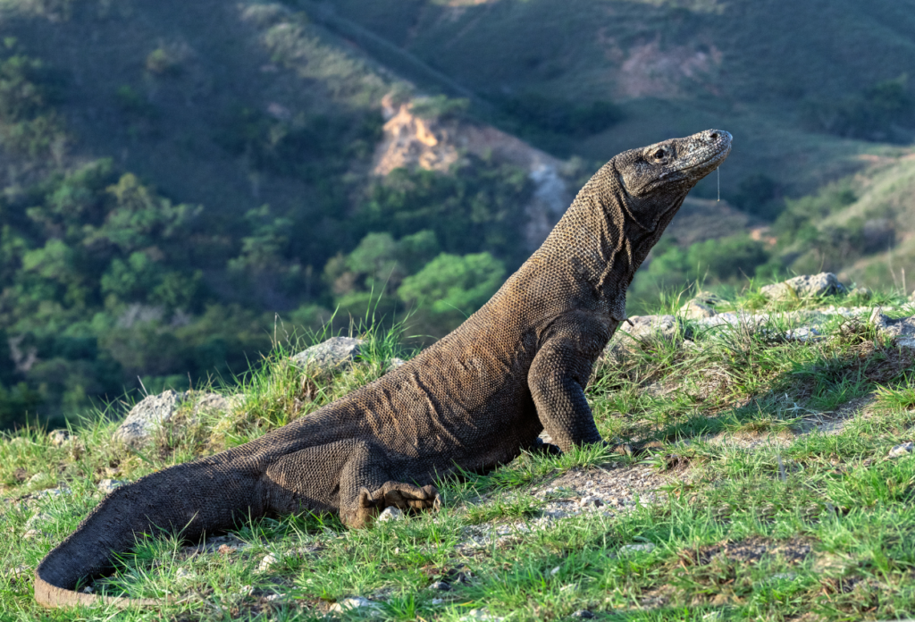 Kenapa komodo Hanya Tinggal di Indonesia
