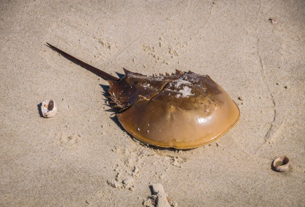 Kepiting Tapal Kuda