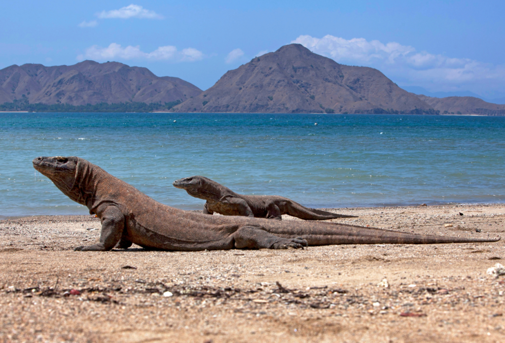 Komodo