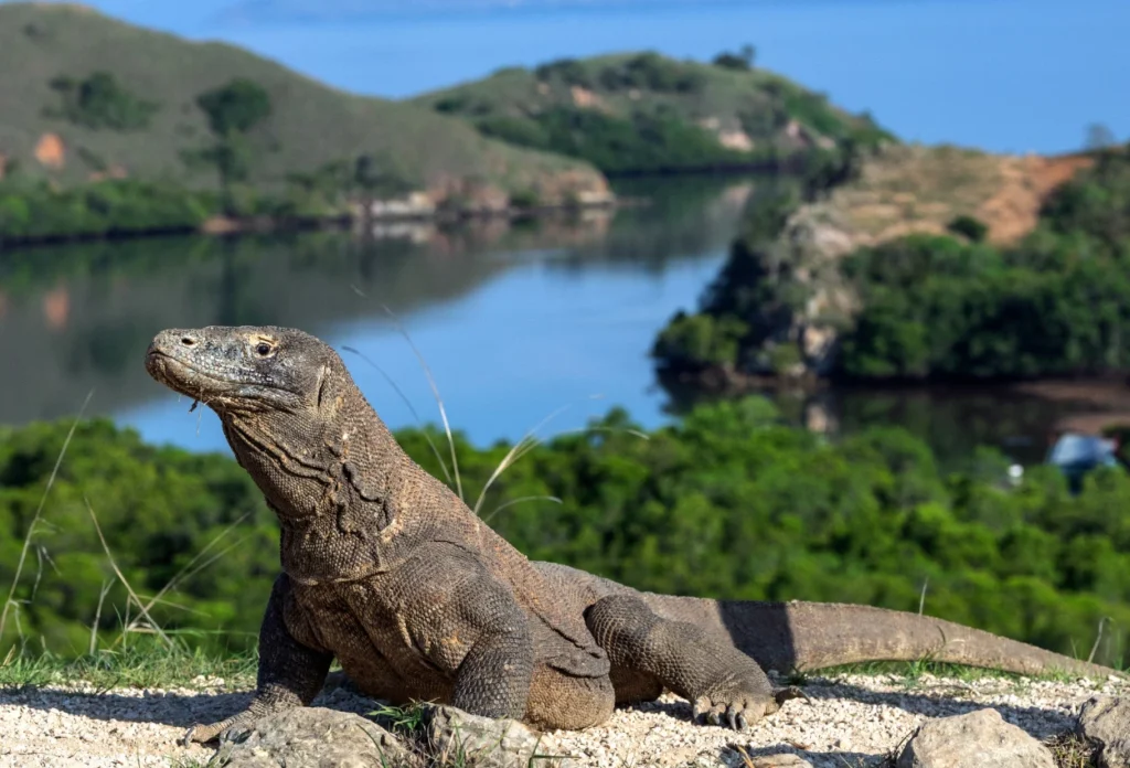 Komodo
