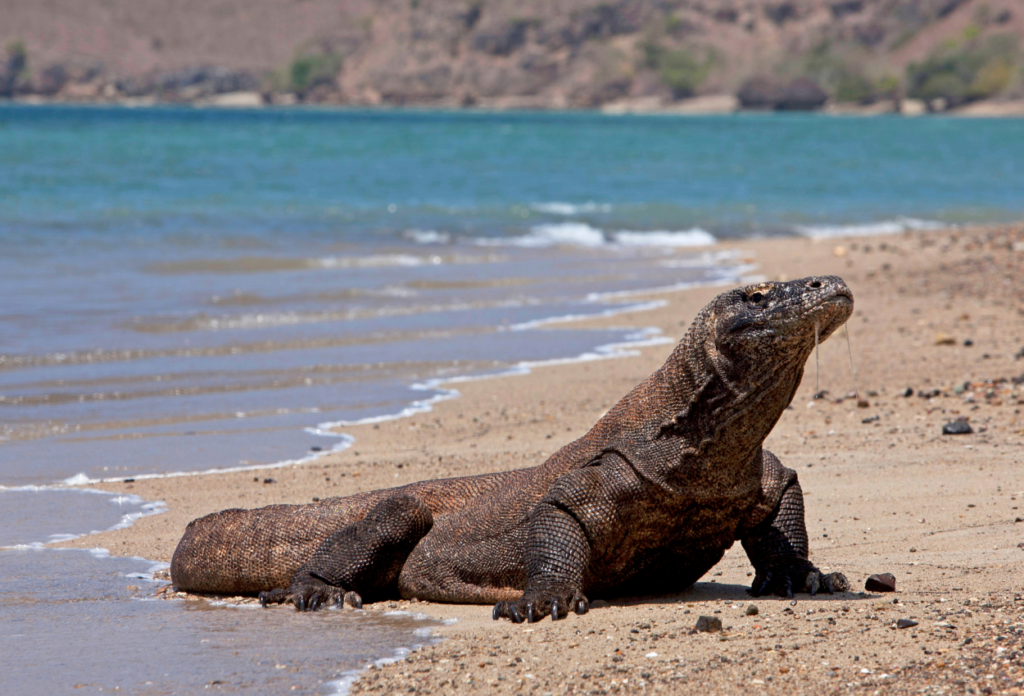 Komodo Berasal dari Negara Apa