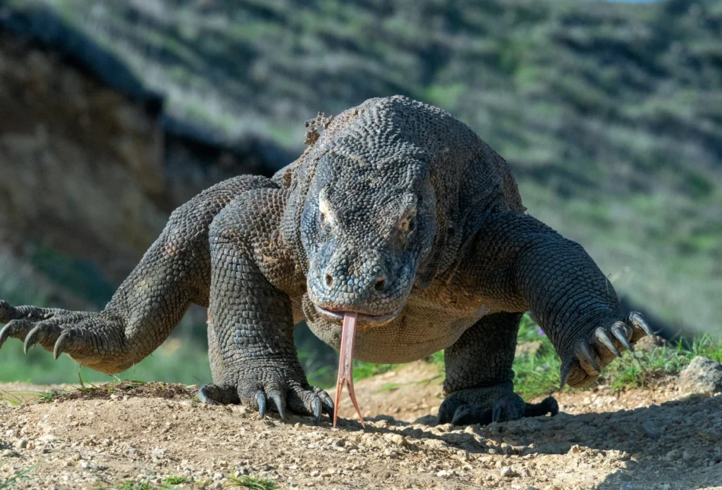 Komodo (Varanus Komodoensis)