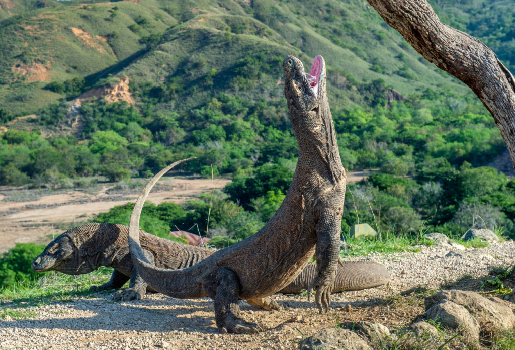 Di Mana Habitat komodo?