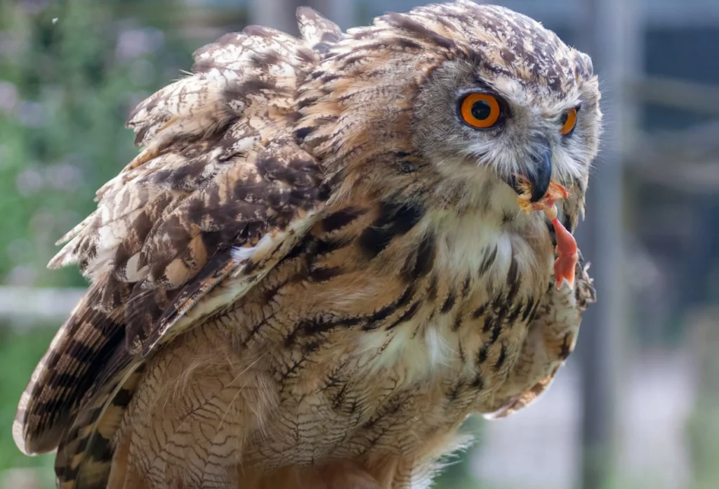 Makanan Favorit Burung Hantu