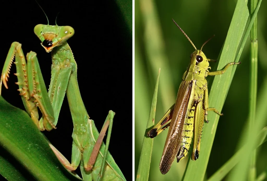 Memiliki Kesamaan dengan Belalang Sembah, Masuk dalam Keluarga Orthoptera