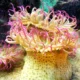 Mengenal Anemon Laut, Hewan Laut yang Mirip dengan Bunga