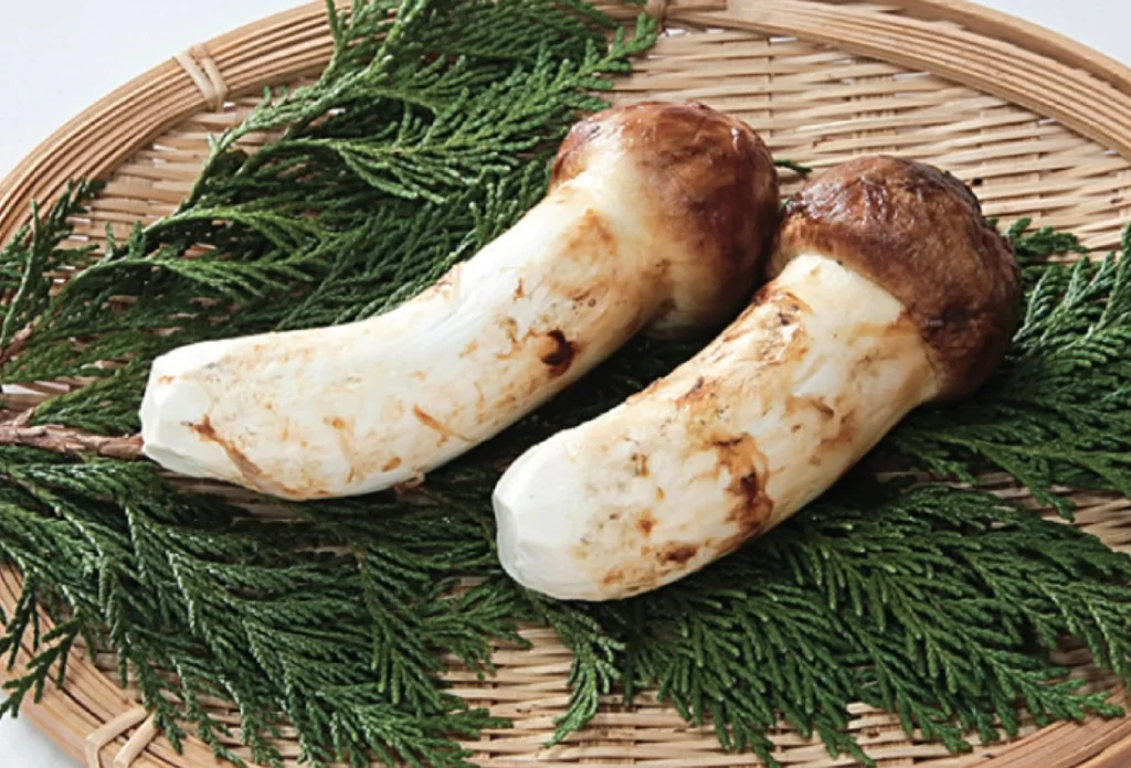 Mengenal Jamur Matsutake, Jamur Liar yang Harganya Rp33 Juta per Setengah Kilo (1)