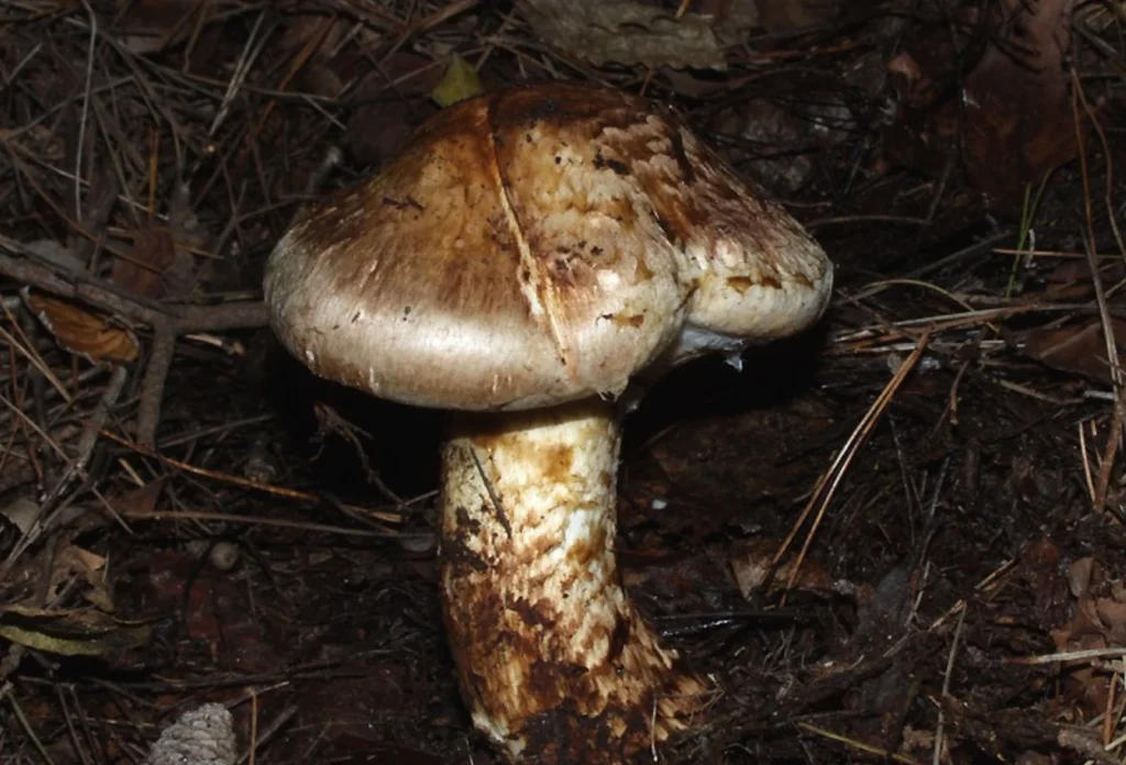 Mengenal Jamur Matsutake, Jamur Liar yang Harganya Rp33 Juta per Setengah Kilo (2)