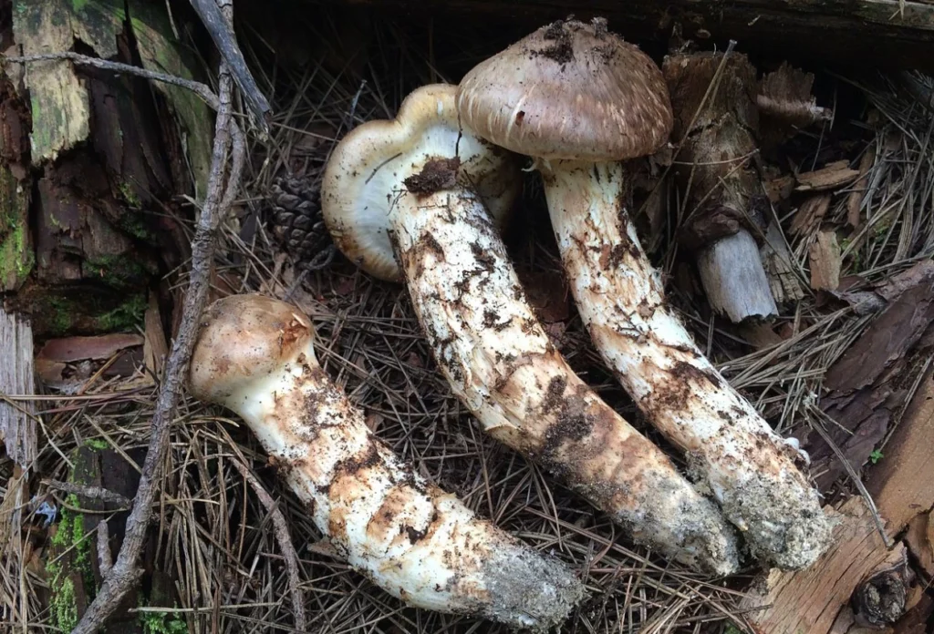 Mengenal Jamur Matsutake, Jamur Liar yang Harganya Rp33 Juta per Setengah Kilo (3)