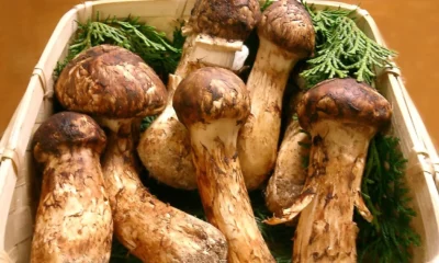 Mengenal Jamur Matsutake, Jamur Liar yang Harganya Rp33 Juta per Setengah Kilo