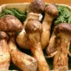 Mengenal Jamur Matsutake, Jamur Liar yang Harganya Rp33 Juta per Setengah Kilo