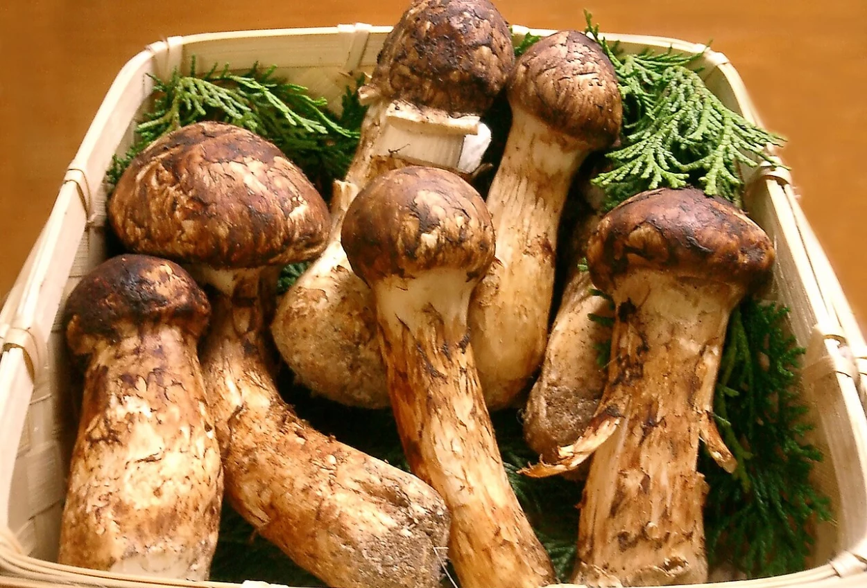 Mengenal Jamur Matsutake, Jamur Liar yang Harganya Rp33 Juta per Setengah Kilo