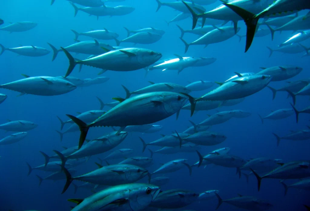 Mengenal Tuna Sirip Biru, Bisa Hidup hingga 40 Tahun di Alam Liar (1)