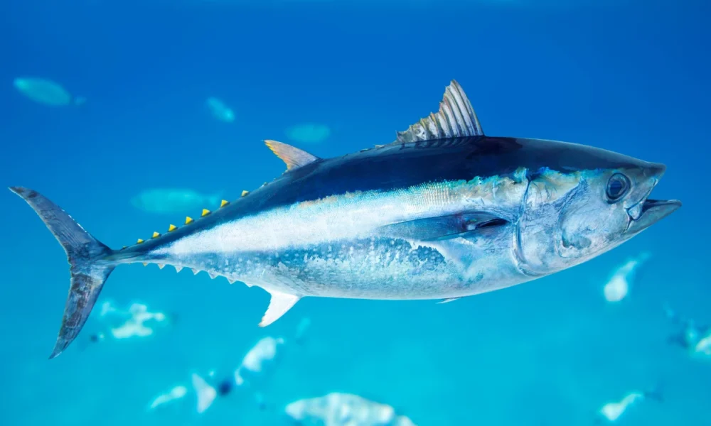 Mengenal Tuna Sirip Biru, Bisa Hidup hingga 40 Tahun di Alam Liar