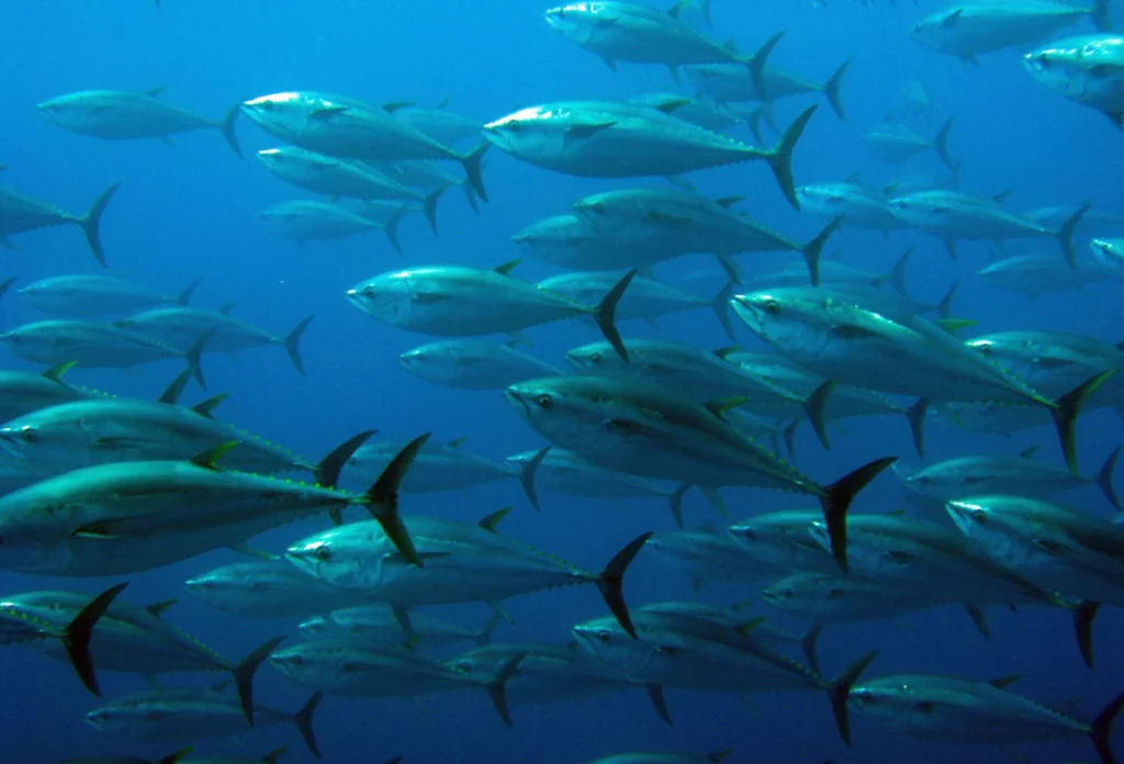 Mengenal Tuna Sirip Biru, Bisa Hidup hingga 40 Tahun di Alam Liar (2)