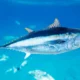 Mengenal Tuna Sirip Biru, Bisa Hidup hingga 40 Tahun di Alam Liar