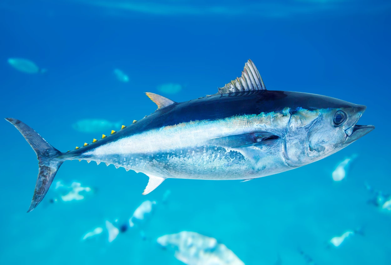 Mengenal Tuna Sirip Biru, Bisa Hidup hingga 40 Tahun di Alam Liar