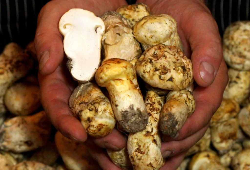 Mengenal White Truffle, Jamur yang Bisa Dimakan dan Dijadikan Skincare (1)