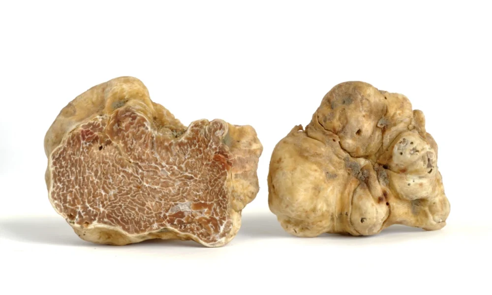 Mengenal White Truffle, Jamur yang Bisa Dimakan dan Dijadikan Skincare