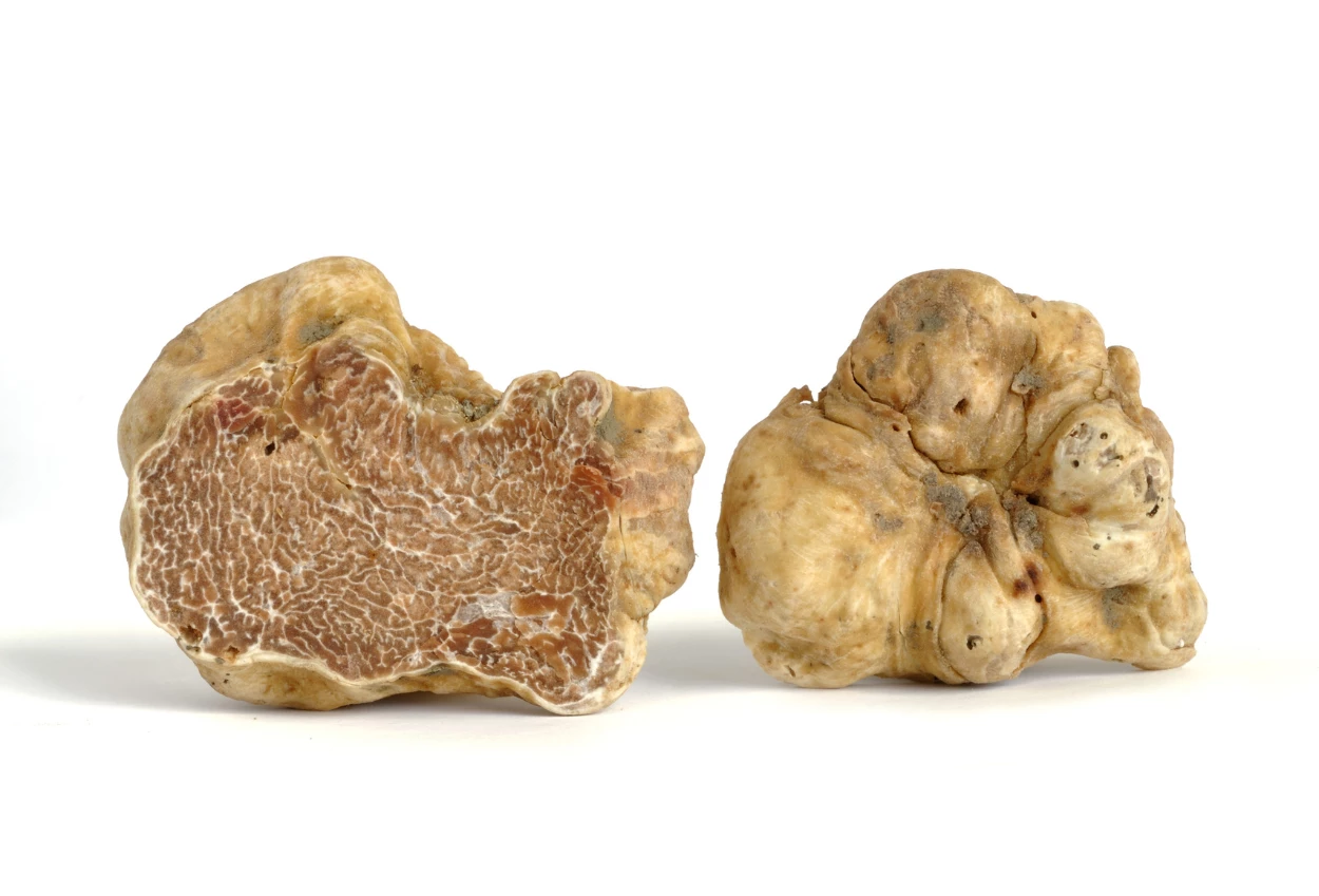 Mengenal White Truffle, Jamur yang Bisa Dimakan dan Dijadikan Skincare