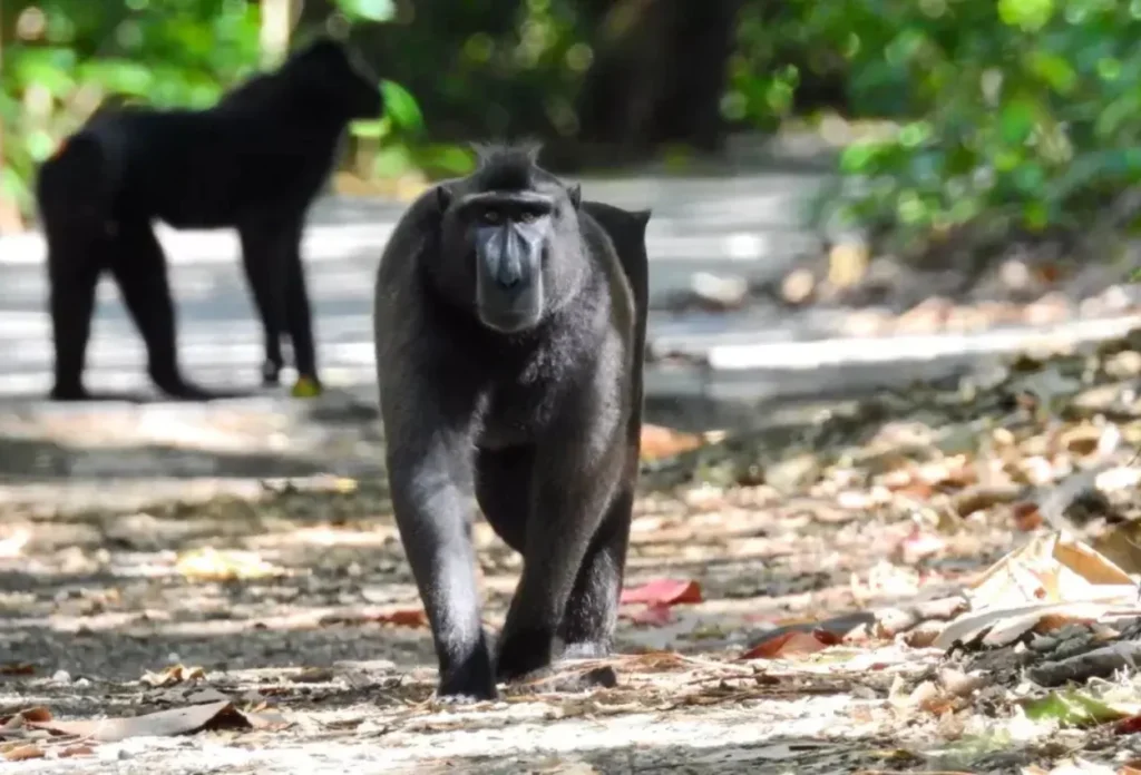 Monyet Hitam Sulawesi (Macaca Nigra)
