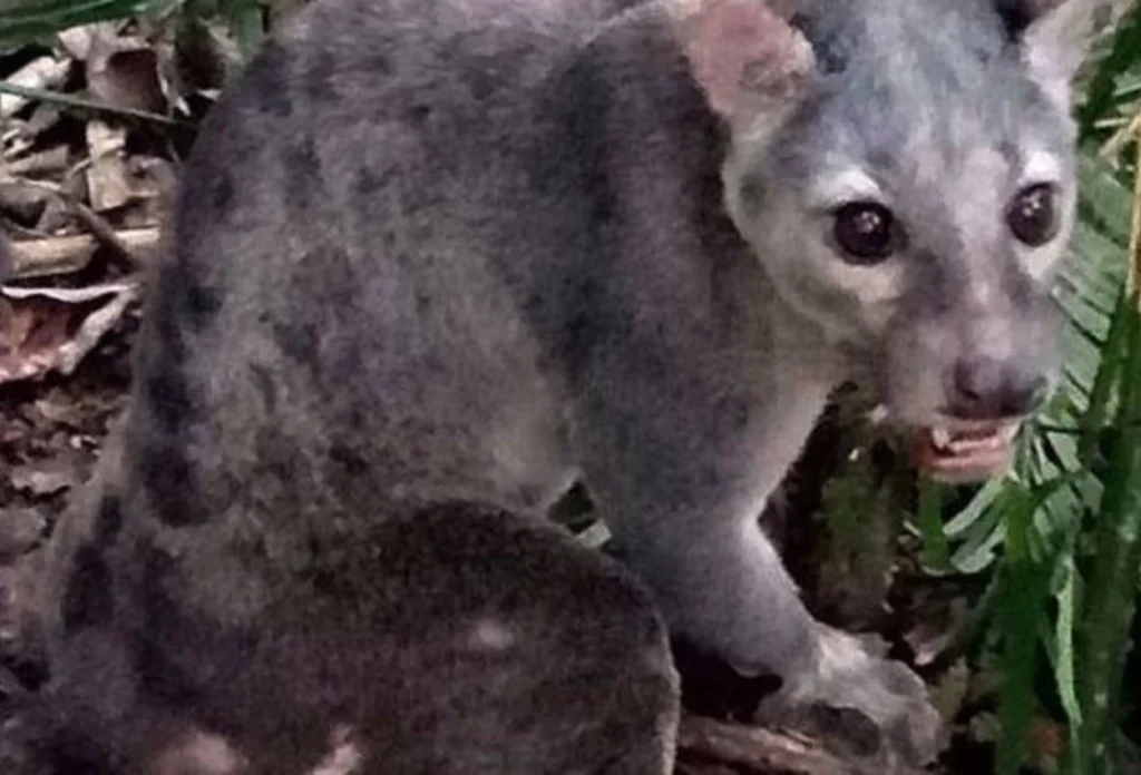 Musang Sulawesi