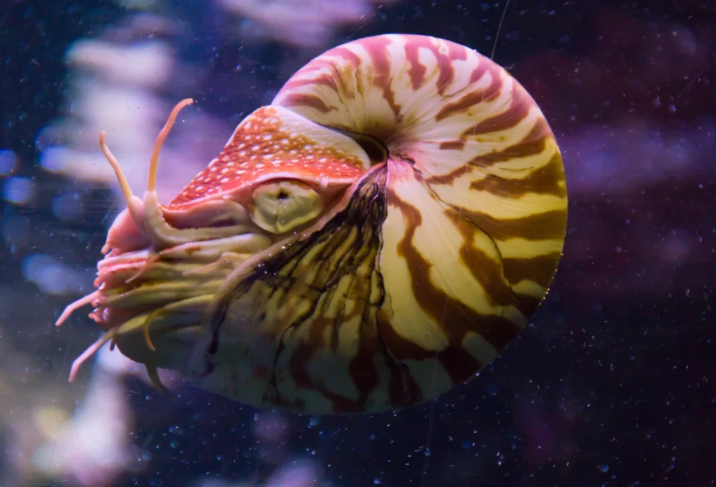 Nautilus