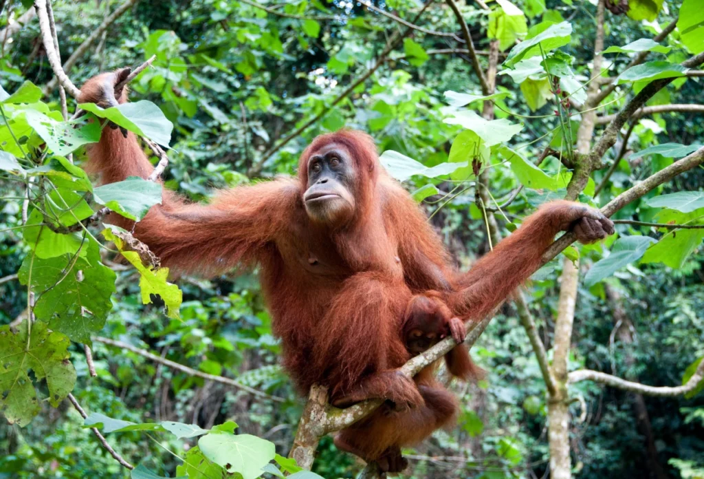Orangutan (Pongo)