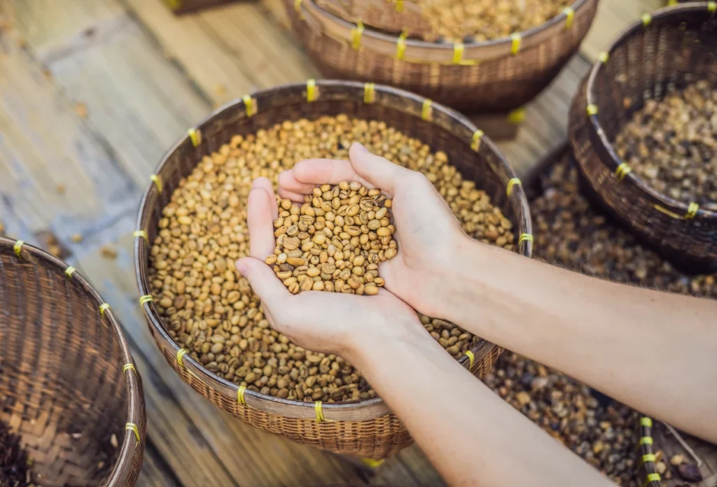 Pembersihan dan Pengeringan Biji Kopi Luwak