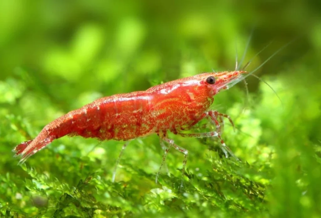 Peran udang di ekosistem laut