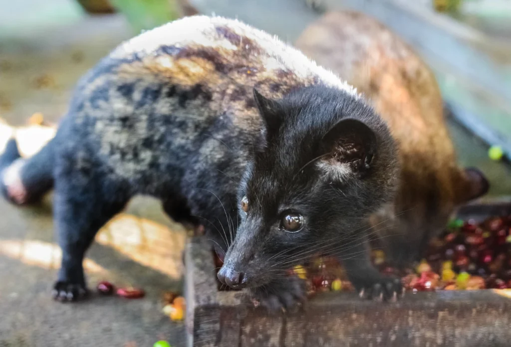 Proses Pencernaan Luwak
