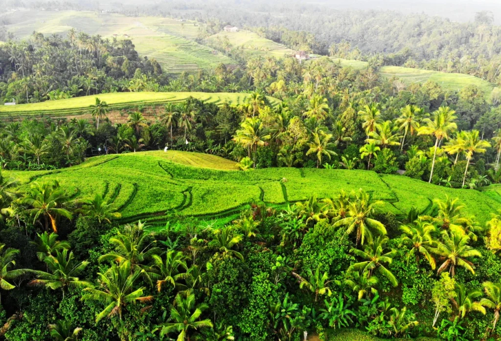 Rantai Makanan di Darat, Komponen hingga Tantangan yang Dihadapi (3)